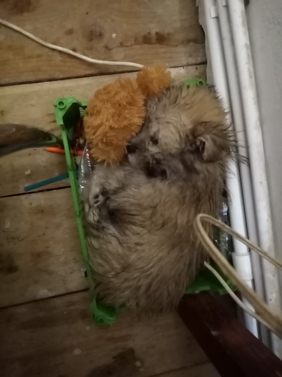 Это наш щенок Мишка, а не Малыш