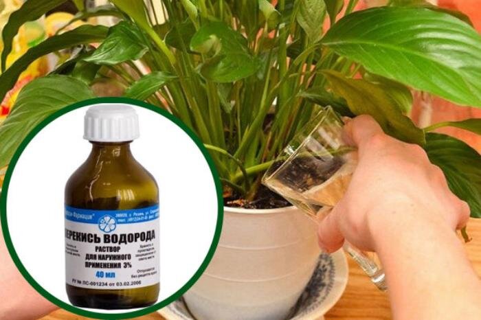 Перекись для комнатных цветов