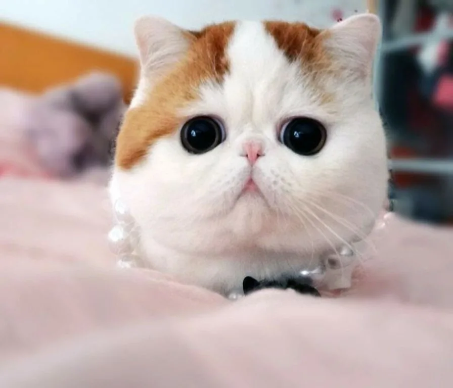 ЭТО КОТИК... ДА ЭТО ЛОГИЧНО... НО... ПОЧЕМУ БЫ И НЕТ...