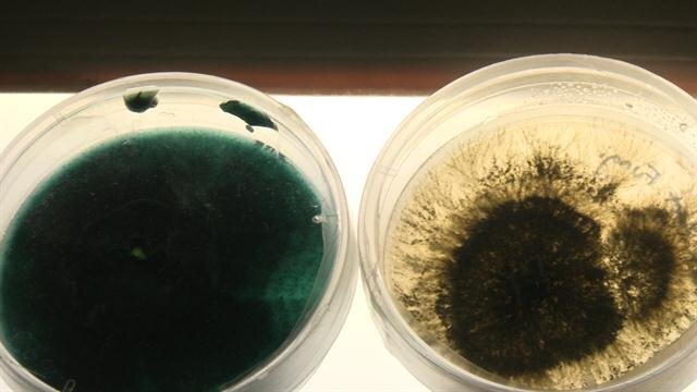 Бактерии, перерабатывающие нефть. Фото из общедоступных источников