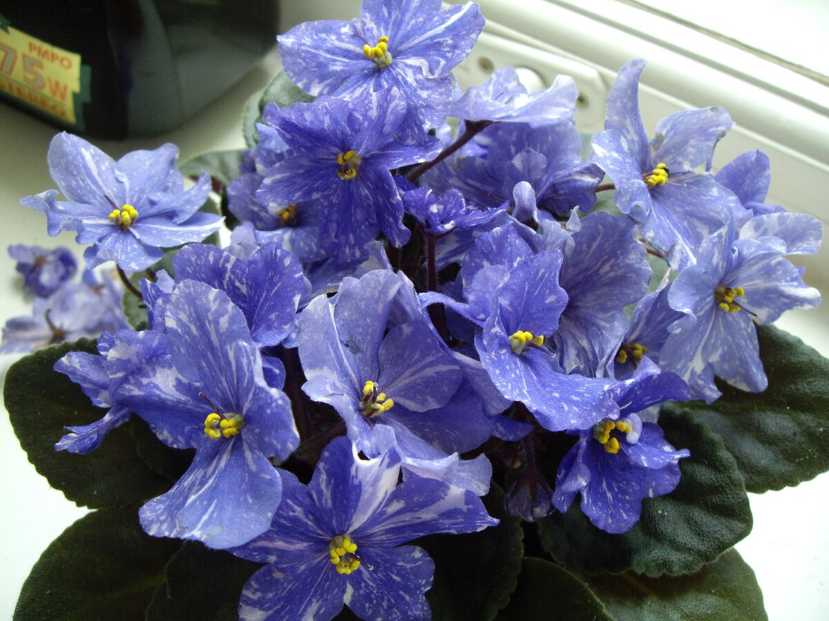 очень люблю фиалки, жалко, что больше их не выращиваю