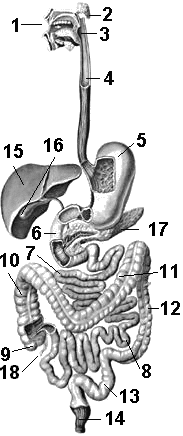 ЖКТ - желудочно кишечный тракт человека.
