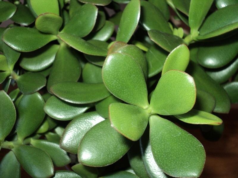 Денежное дерево