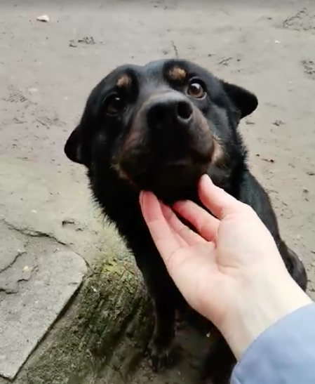 Бровоньки...