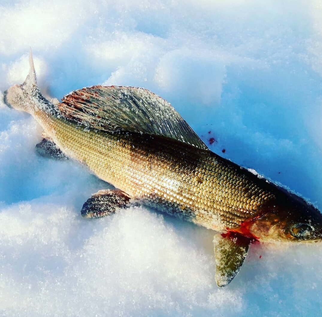 Ловля хариуса на кромке 🎣🎣🎣