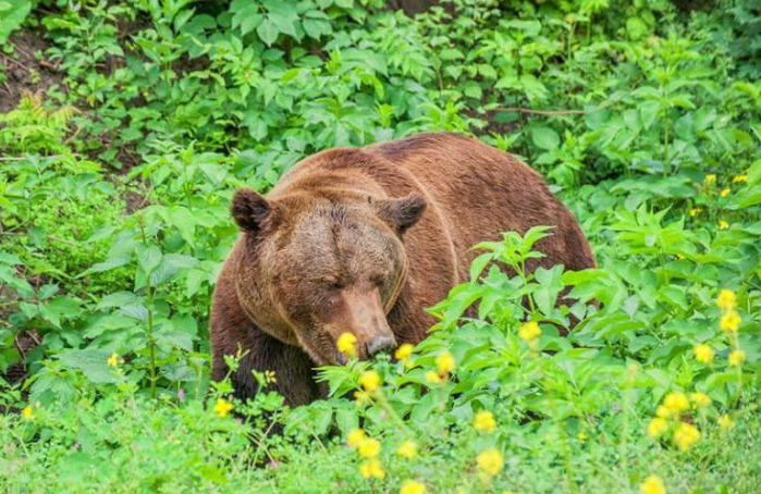 Grizzly bear death near Yellowstone under federal investigation