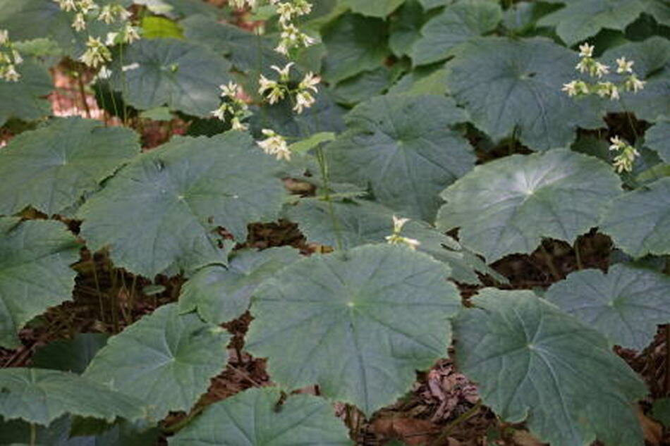 Peltoboykinia  tellimoides. Фото с сайта http://www.otv.ne.jp/~okaky/yawatasou.html  