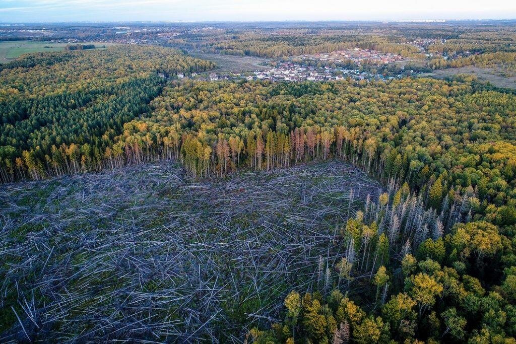 Гигантские проплешины посреди лесного массива как результат нелегальной вырубки // Источник: dji-blog.ru
