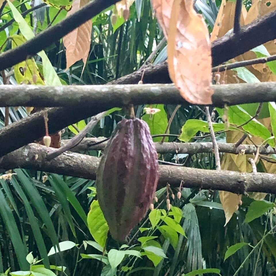 Не созревший плод какао