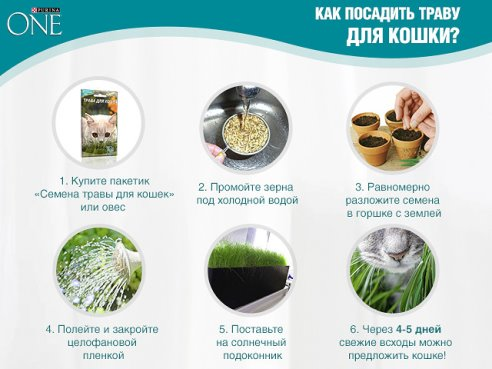 Выращивание травы для кошек