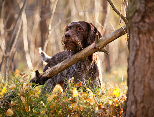 Дратхаар на природе