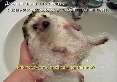 https://ok.ru/ohzhivotnye/topic/152669368925031