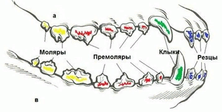 фото из интернета