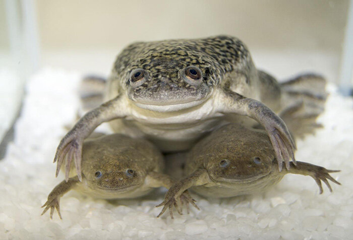 Гладкие шпорцевые лягушки (Xenopus laevis) сослужили хорошую службу науке и женщинам. Фото: Atsushi Suzuki / Hiroshima University.