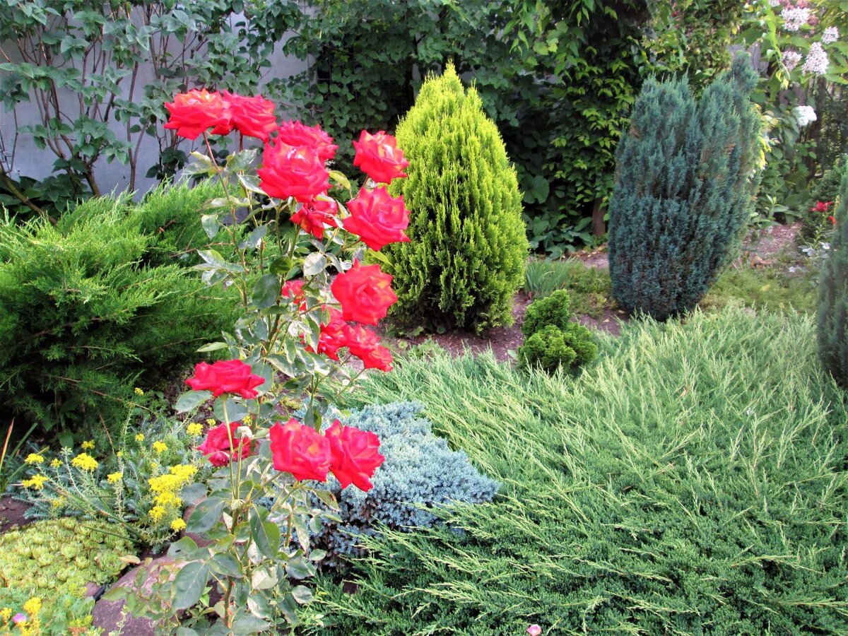 Хвойные и розы, или розы и хвойные? Кто тут главнее?   В моём саду эта пара неразлучна! Равнозначна!  Они дополняют и украшают друг друга! Красные розы на фоне различных хвойных  выглядят очень красиво. Это роза "АНЖЕЛИКА". Фон для неё создают можжевельники "МИНТ ДЖУЛЕП" и горизонтальный "ПРИНЦ УЭЛЬСКИЙ", туя "НАНА ГРАЦИЛИС" и кипарисовик "ЭЛВУДИ". Так же маленький голубой кустик можжевельника "БЛЮ СТАР".