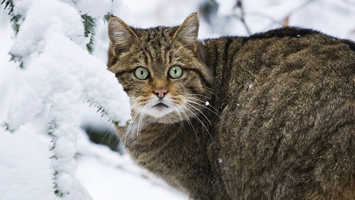 Картинки лесного кота