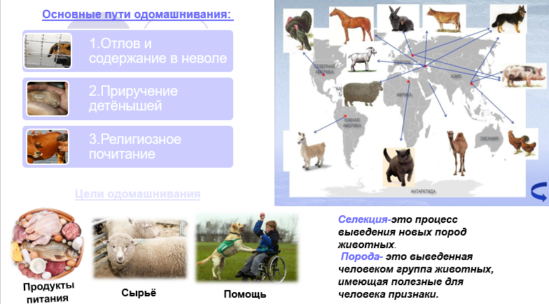 Одомашнивание как начальный этап селекции презентация