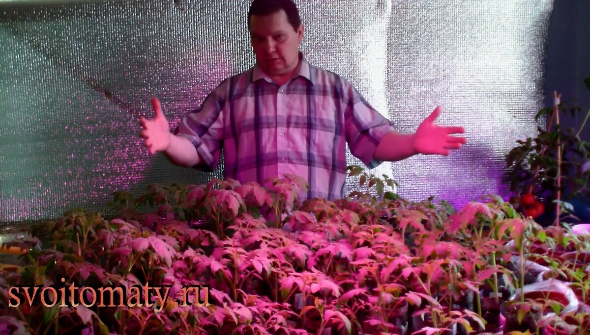 Рассада томатов за 35 дней 