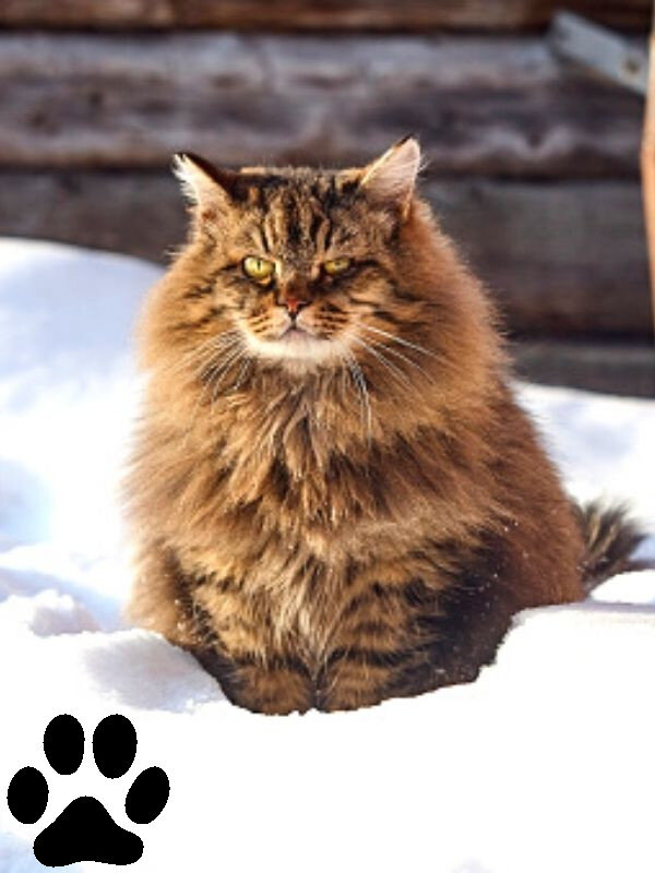 Сибирский Лесной Кот