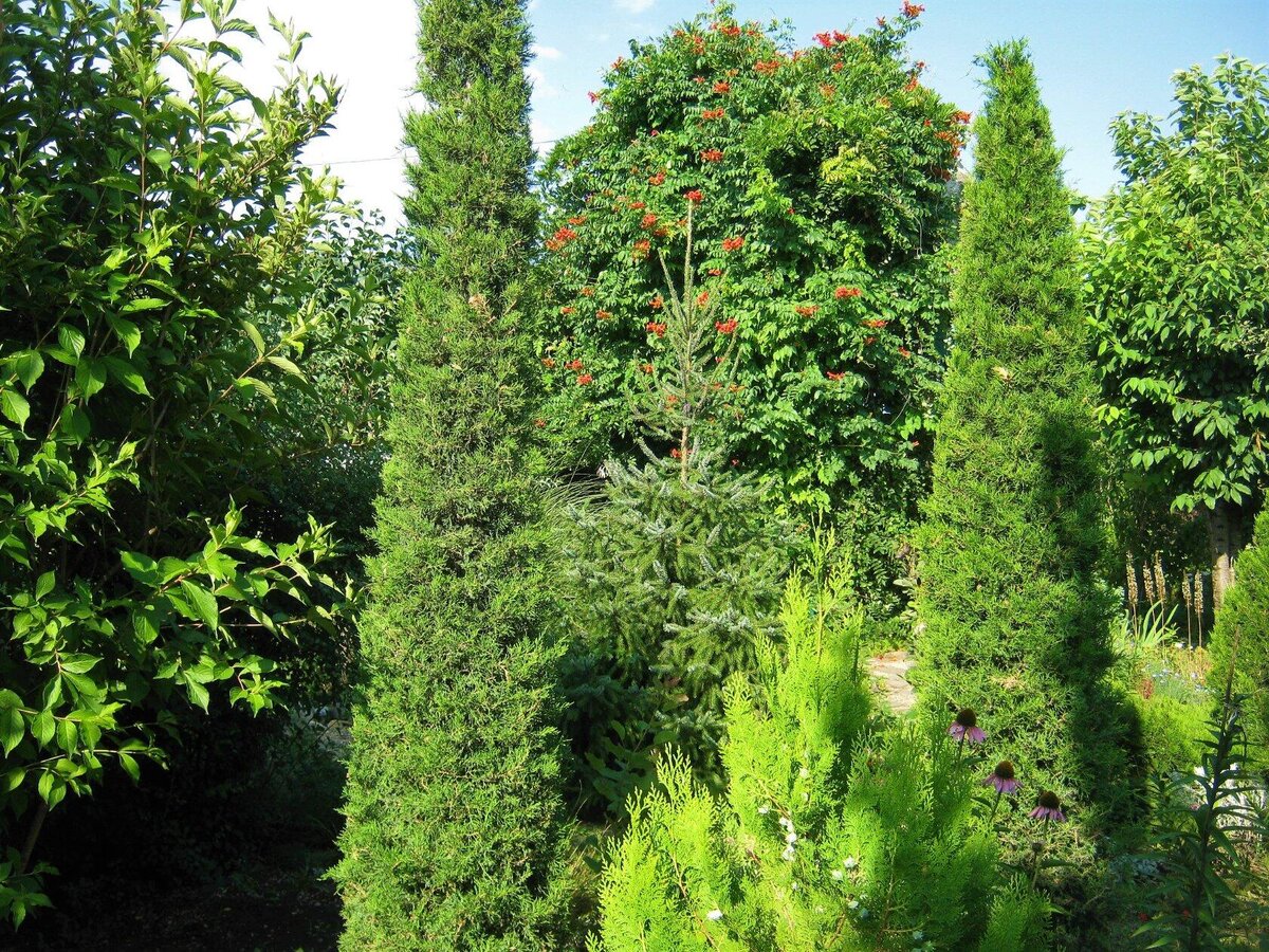 25.07.2020.  Можжевельник Виргинский видовой стригу узкой кроной.