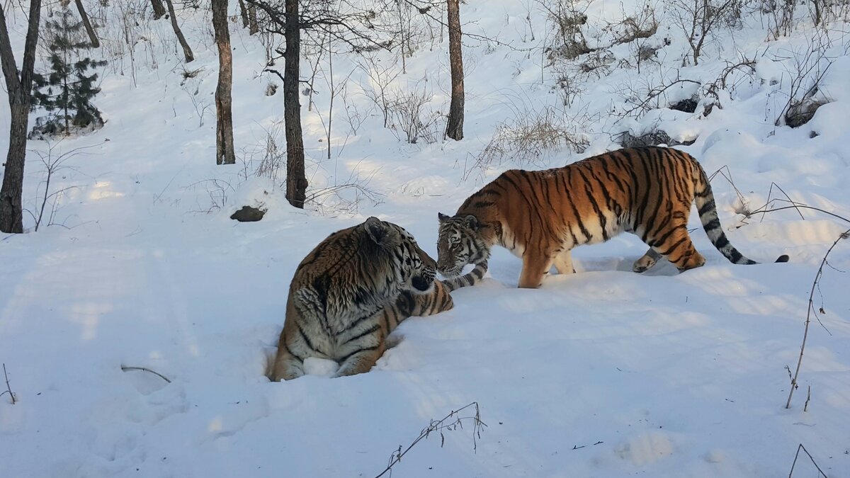 Амур и Уссури тигры