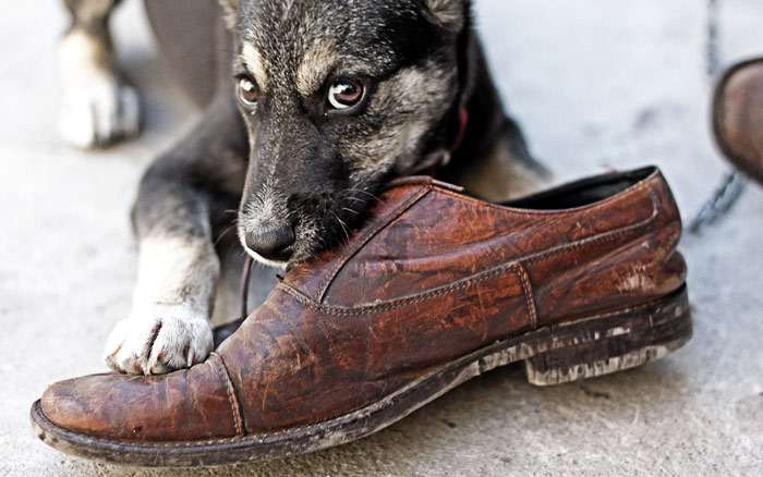 Причины грызения щенками и прилегания пса к ногам: все, что вы хотели знать о поведении ваших собак