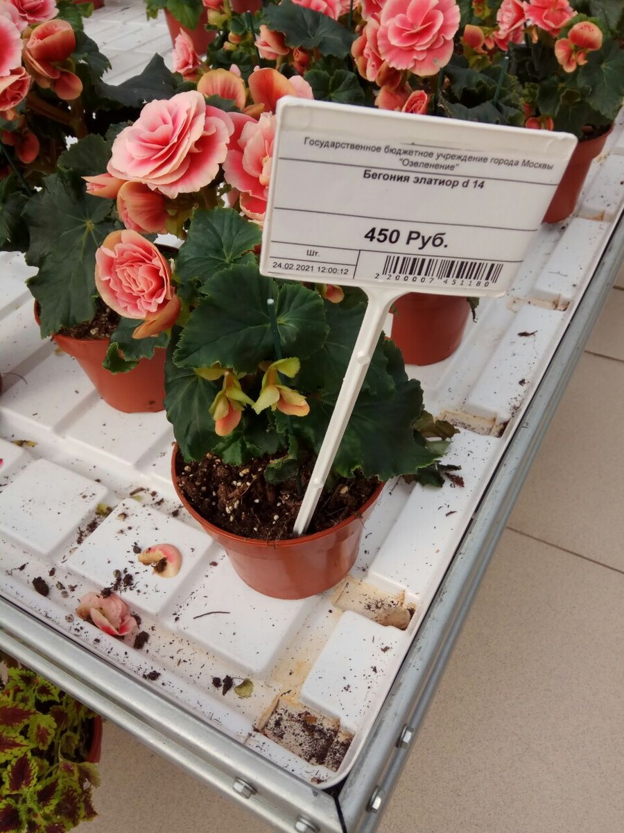 Бегония элатиор.