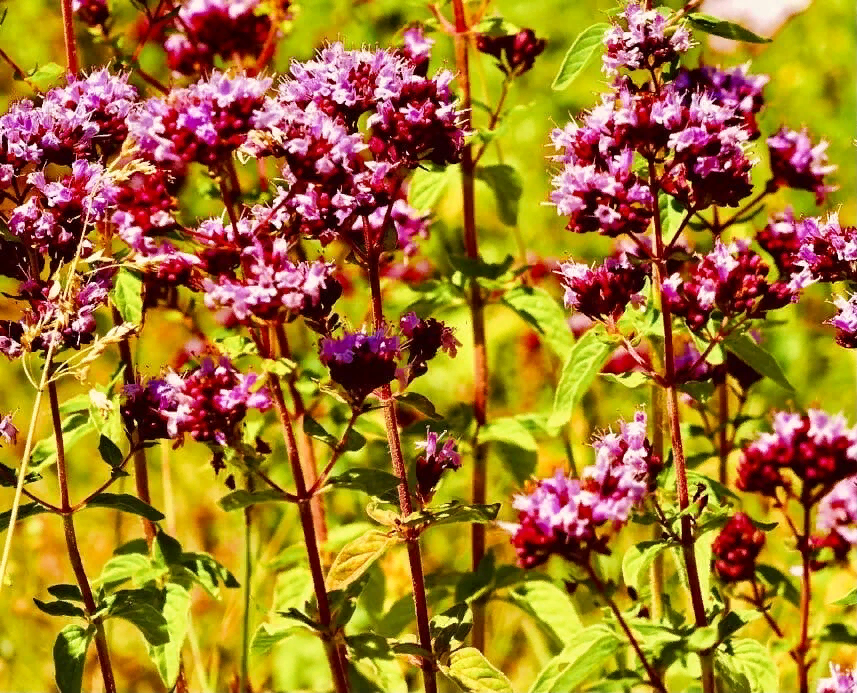 Посадите в своём саду тимьян, душицу и зелёный лук