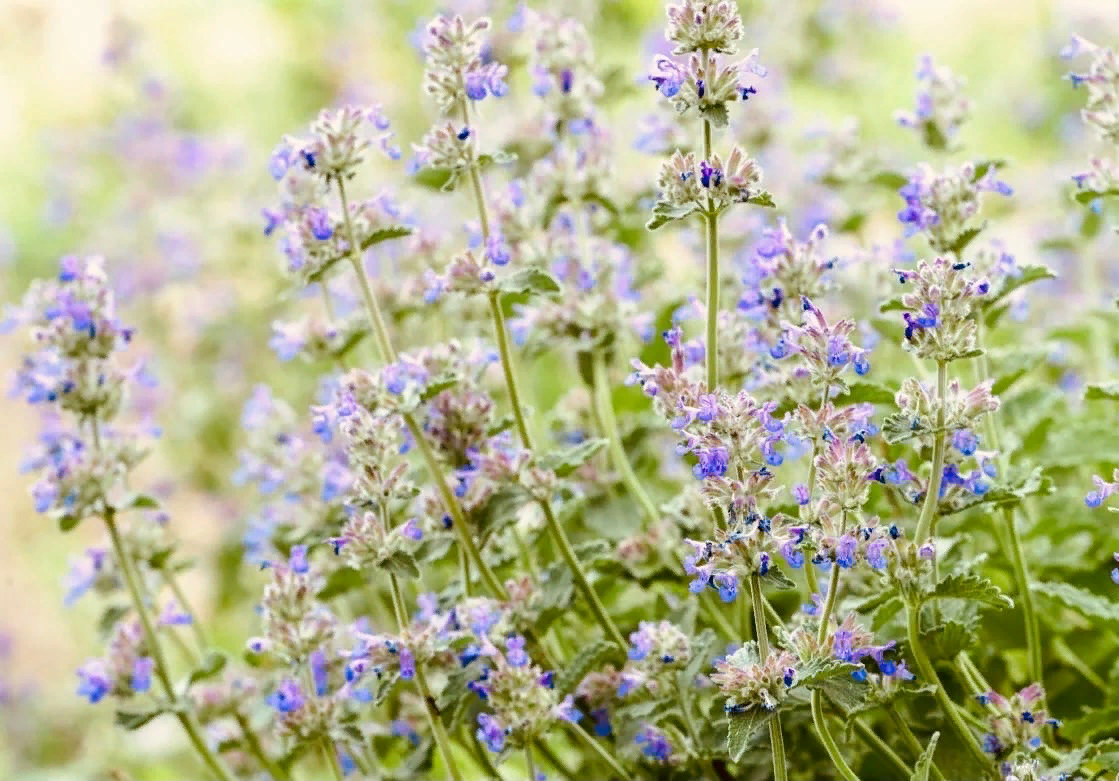 Цирцея, подсолнечник и кошачья мята прекрасно украсят ваш сад