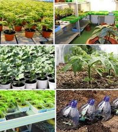 выращиваем рассаду