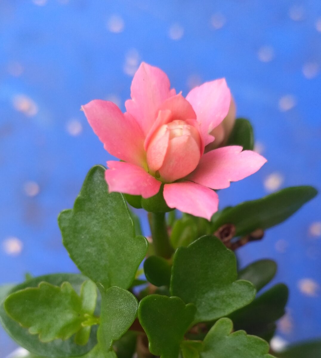 Каланхоэ. Был мне подарен в качестве букета и выглядел пышным приземистым кустом с большими пышными шапками. В домашних условиях "чары спали"  и предстал моему взору долговязый нескладный куст, и цвёл он единичными цветками. 