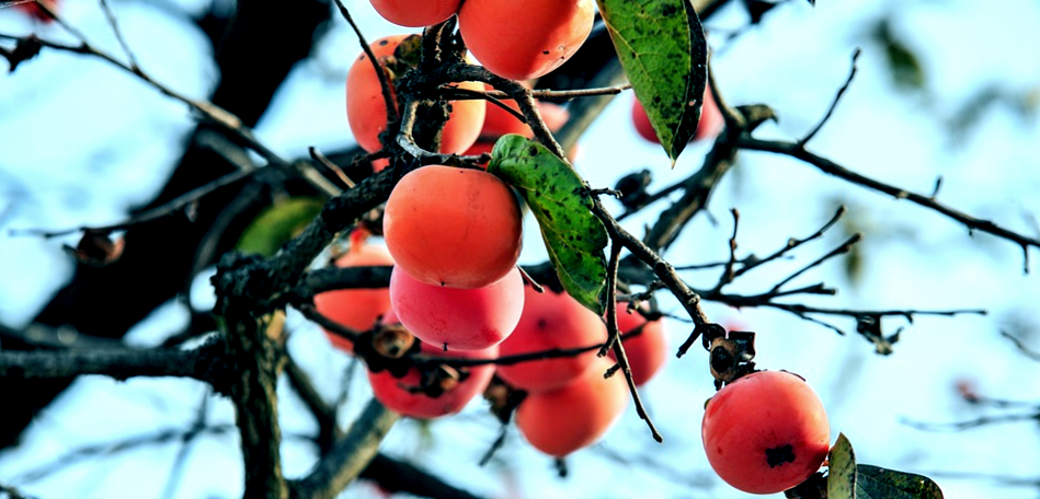фото: pixabay