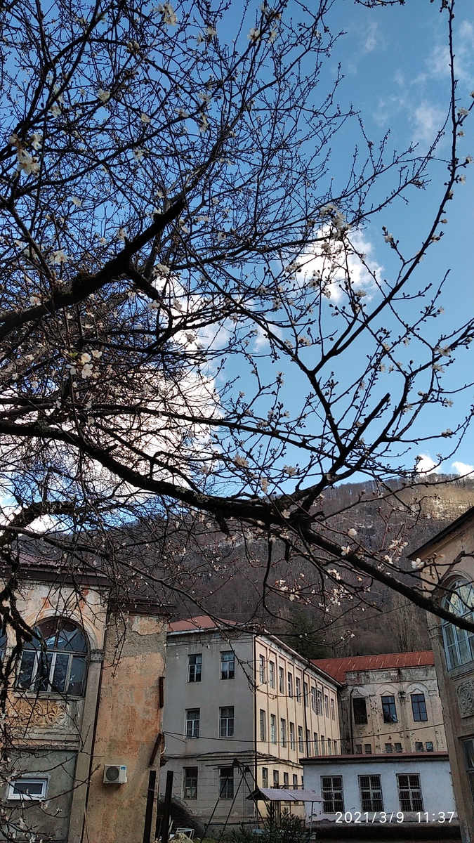 Надеюсь, рассмотрите цветочки. Справа виден угол нашего дома. На заднем плане — школа, в которой учится наш сын ( так близко к школе мы ещё не жили! )