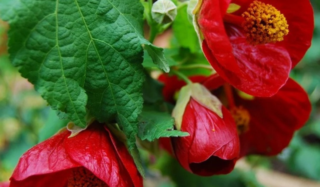 Фото абутилон макраме