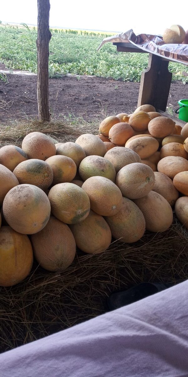 Наши горы дынь