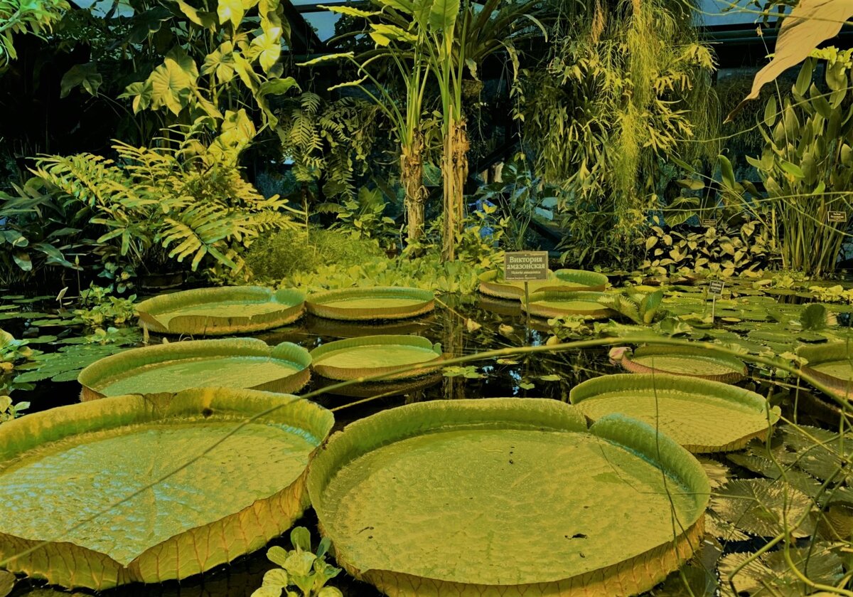 кувшинки Виктория...представила Дюймовочку