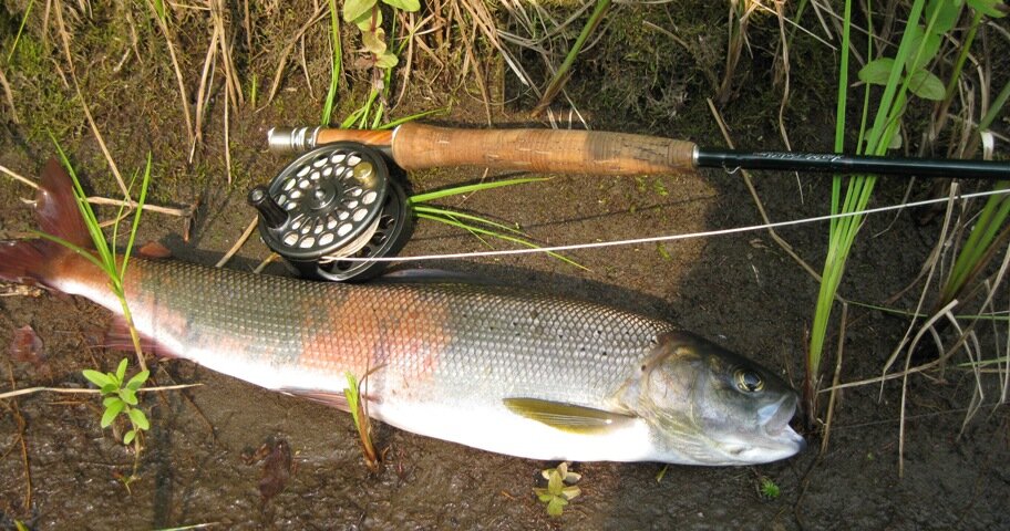 Хариус на сухую мушку CDC Caddis V -Rusty Brown &Grey