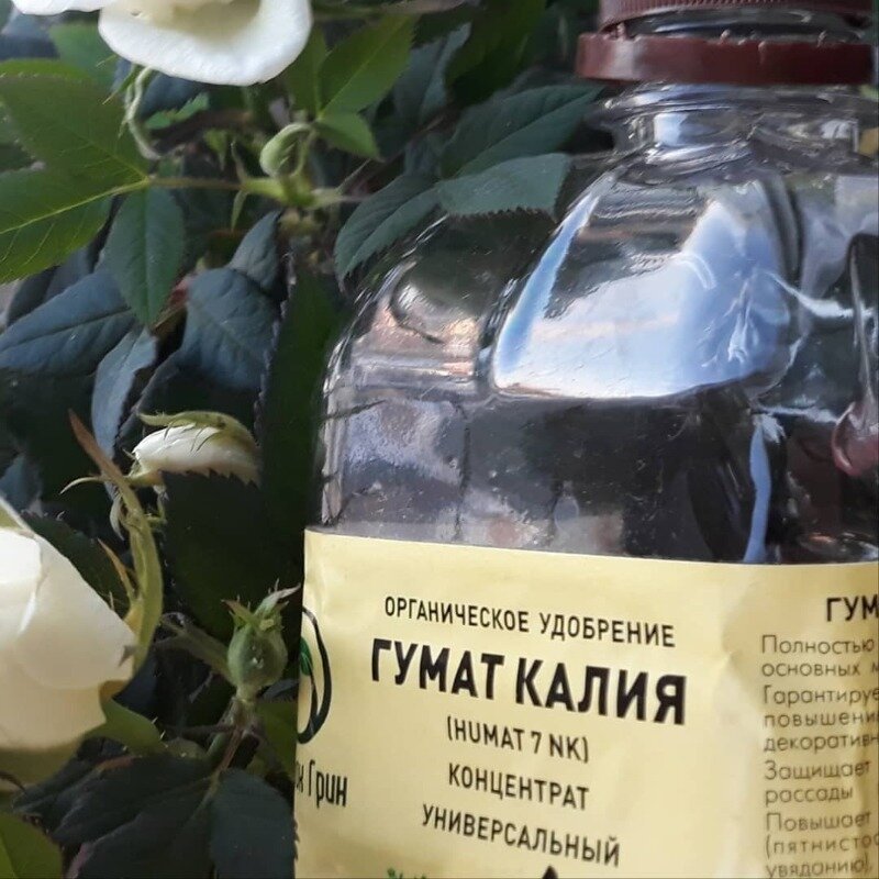 Фото https://www.instagram.com/p/CMPxSKdn6FD/