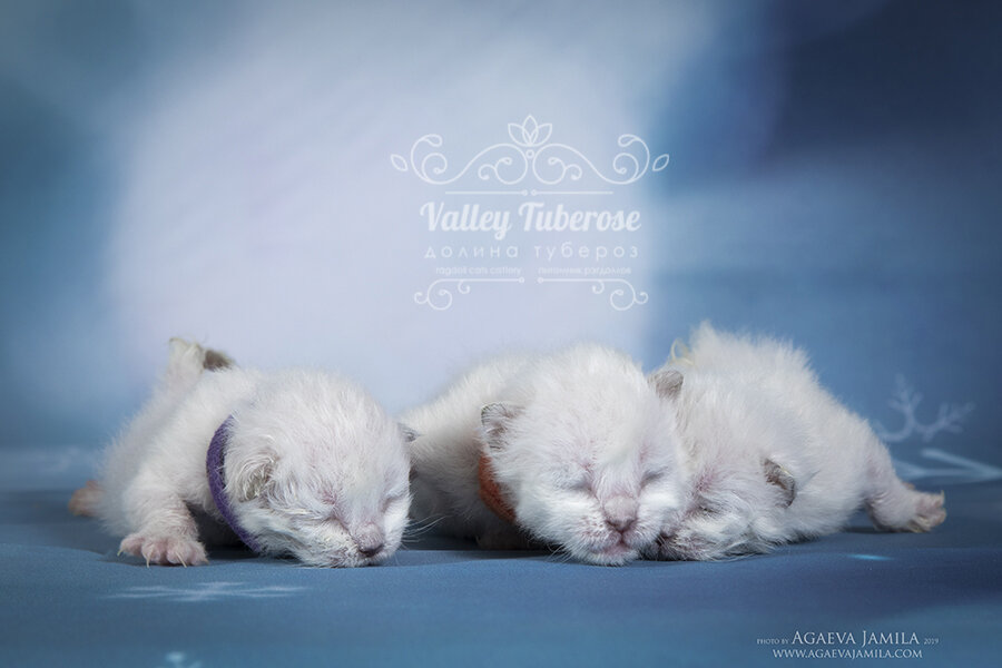 Котята рэгдолл 5 дней