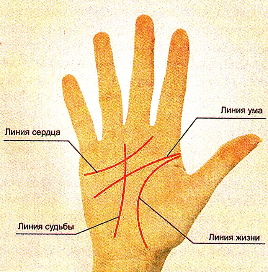 Определить человека по руке. Хиромантия линия судьбы. Линия судьбы на руке. Линии на ладони. Линия дижни на рук к.