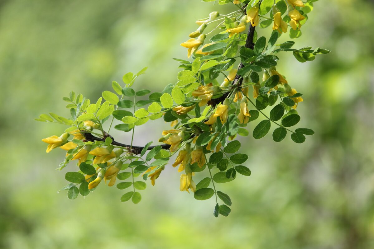 Фото автора | Для радости в сердце!