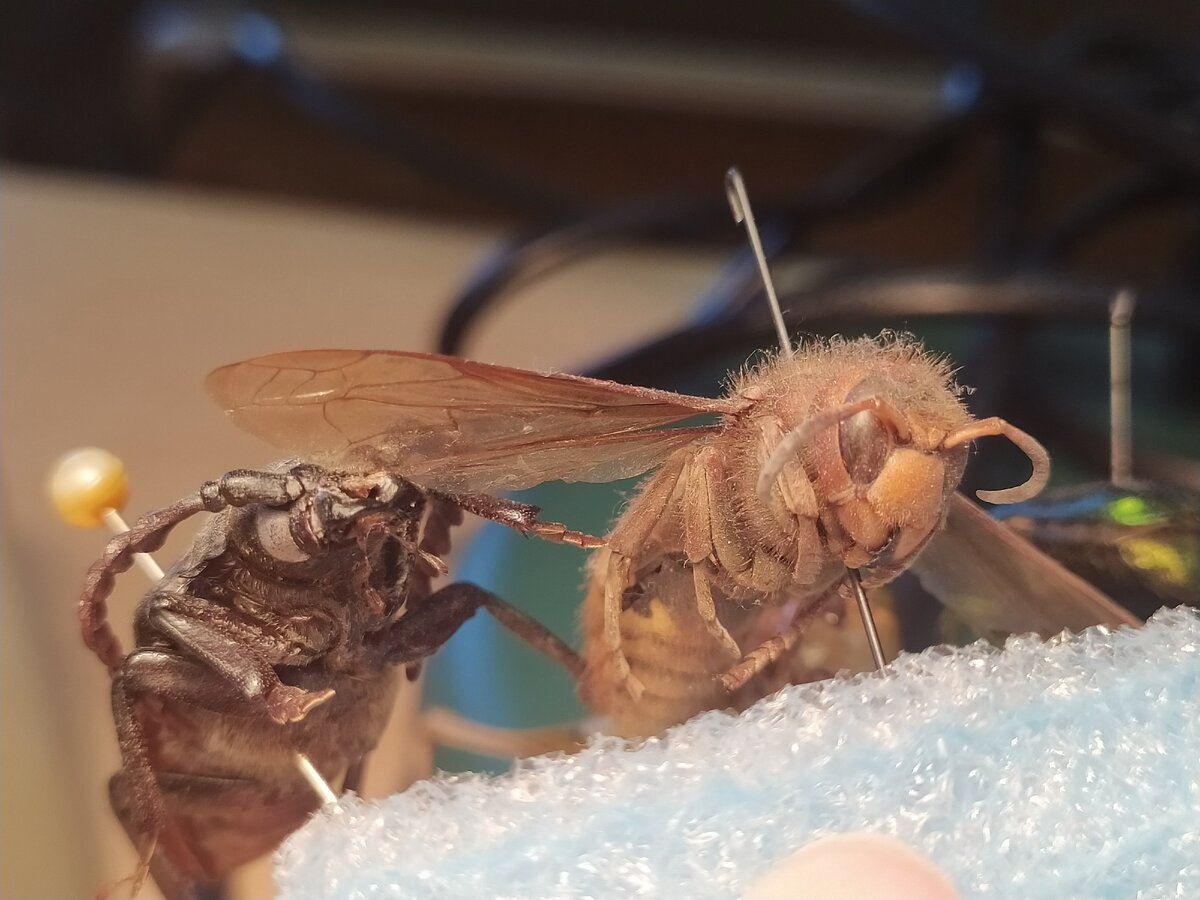 Немного красивых букашек 