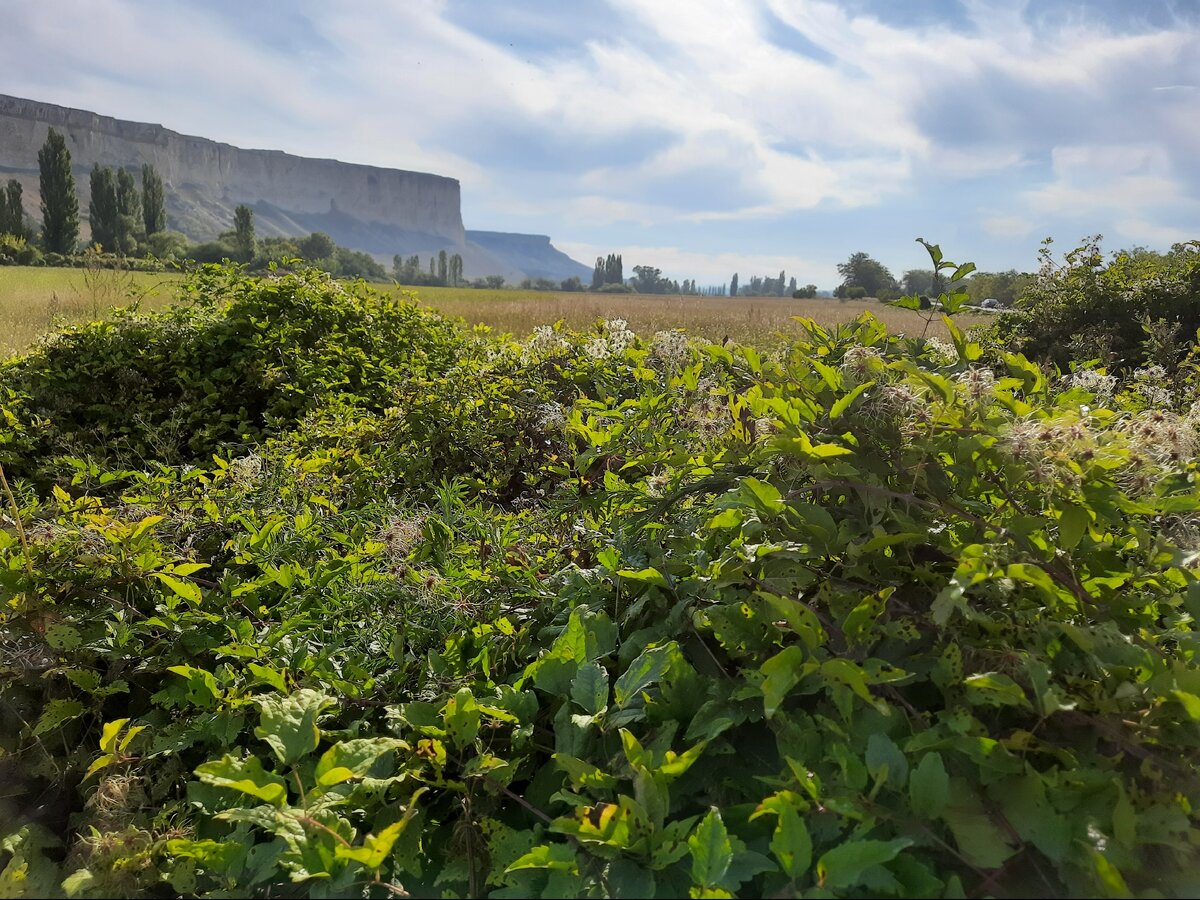Белая скала, Крым