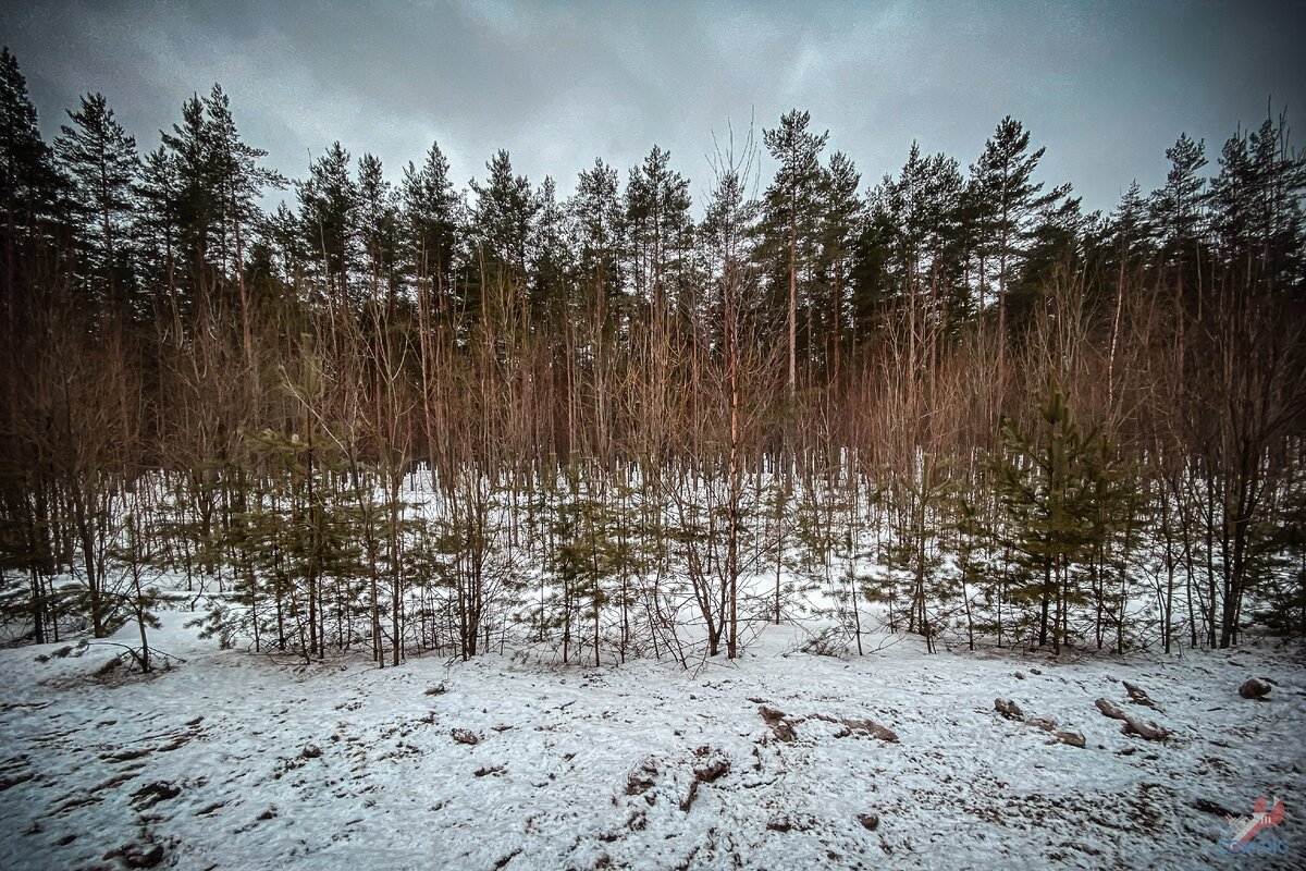 Из-за кустов проглядывает заграждение. 