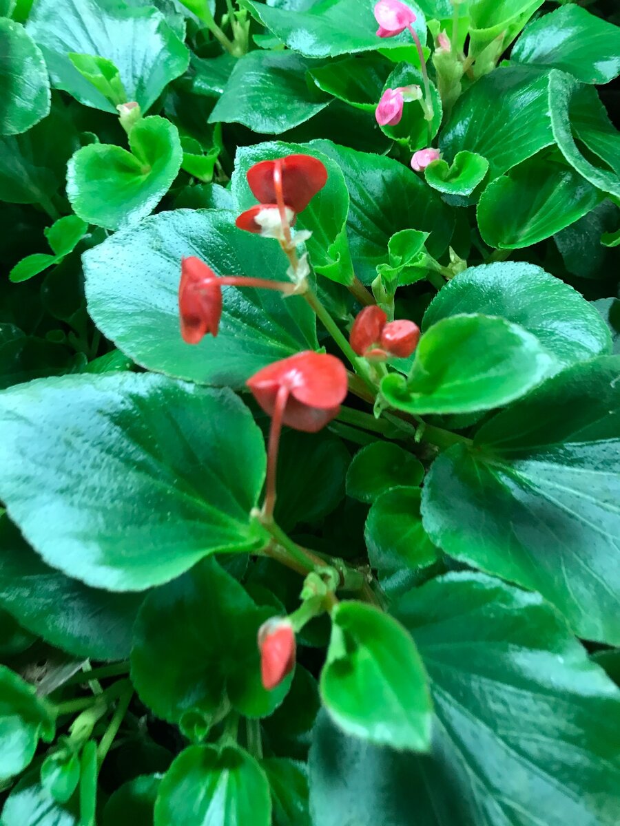 Бегония вечноцветущая цветет до самых морозов.