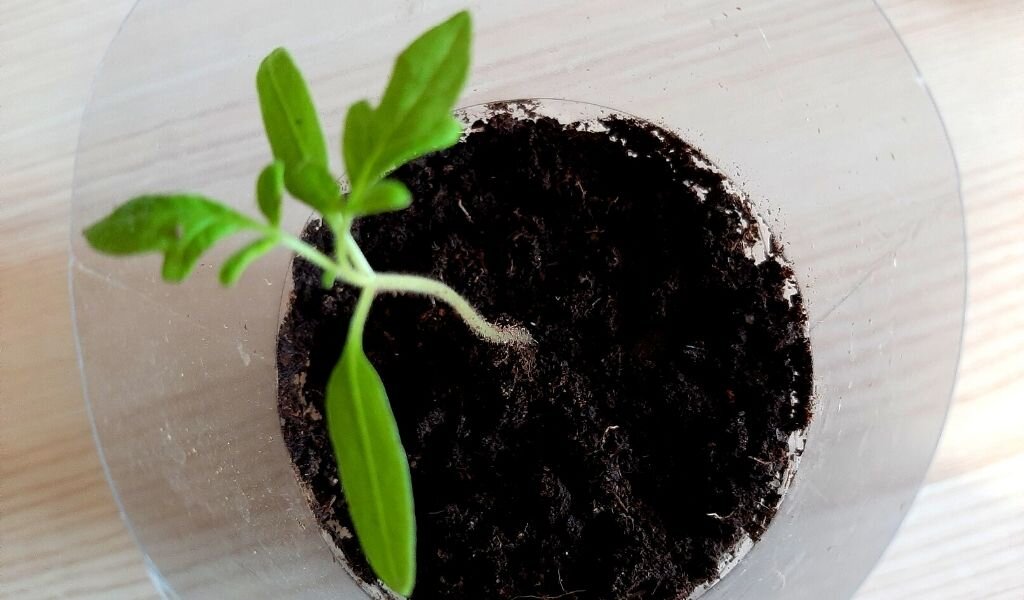 Рассада немного вытянулась и требует подкормку для развития корневой системы