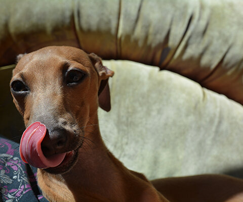 Гоша еще с непоседевшей мордаашкой.