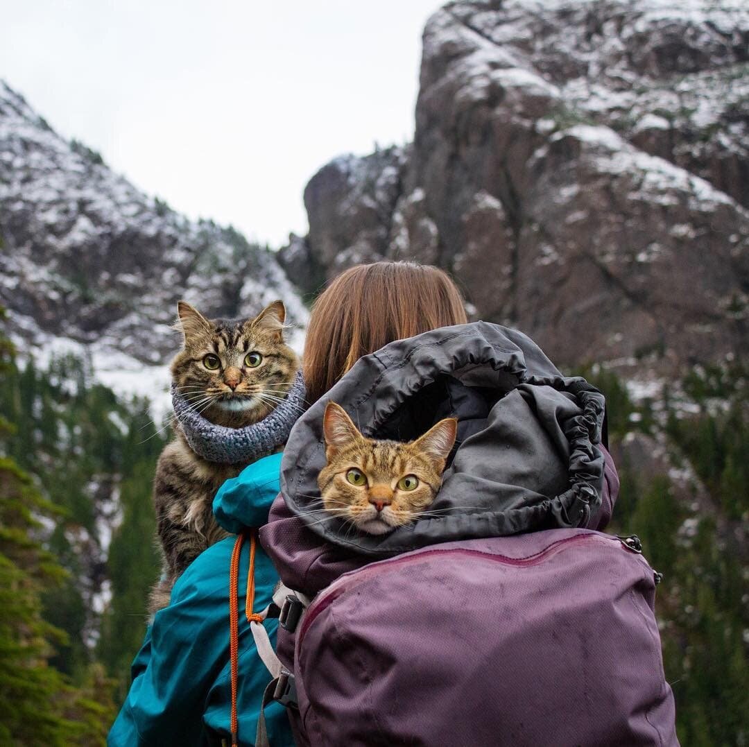 © adventrapets