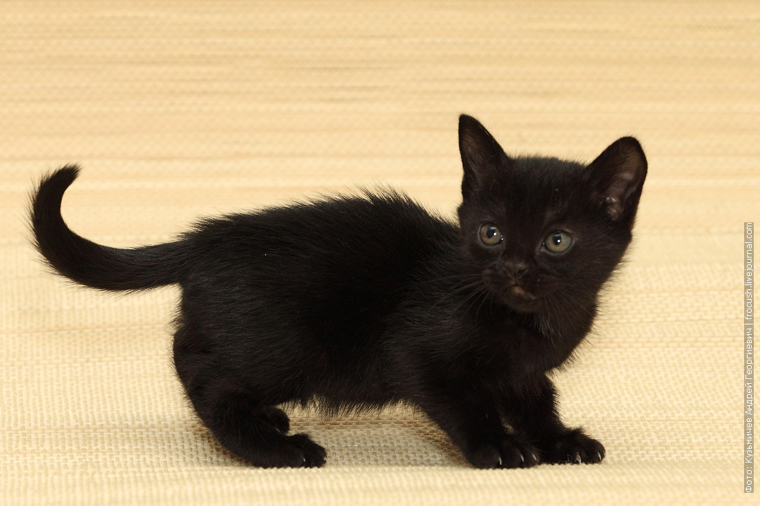 Какие черные котята есть. Бомбейская кошка. Бомбейская кошка котенок. Черный котенок Бомбей. Бомбейская кошка длинношерстная.