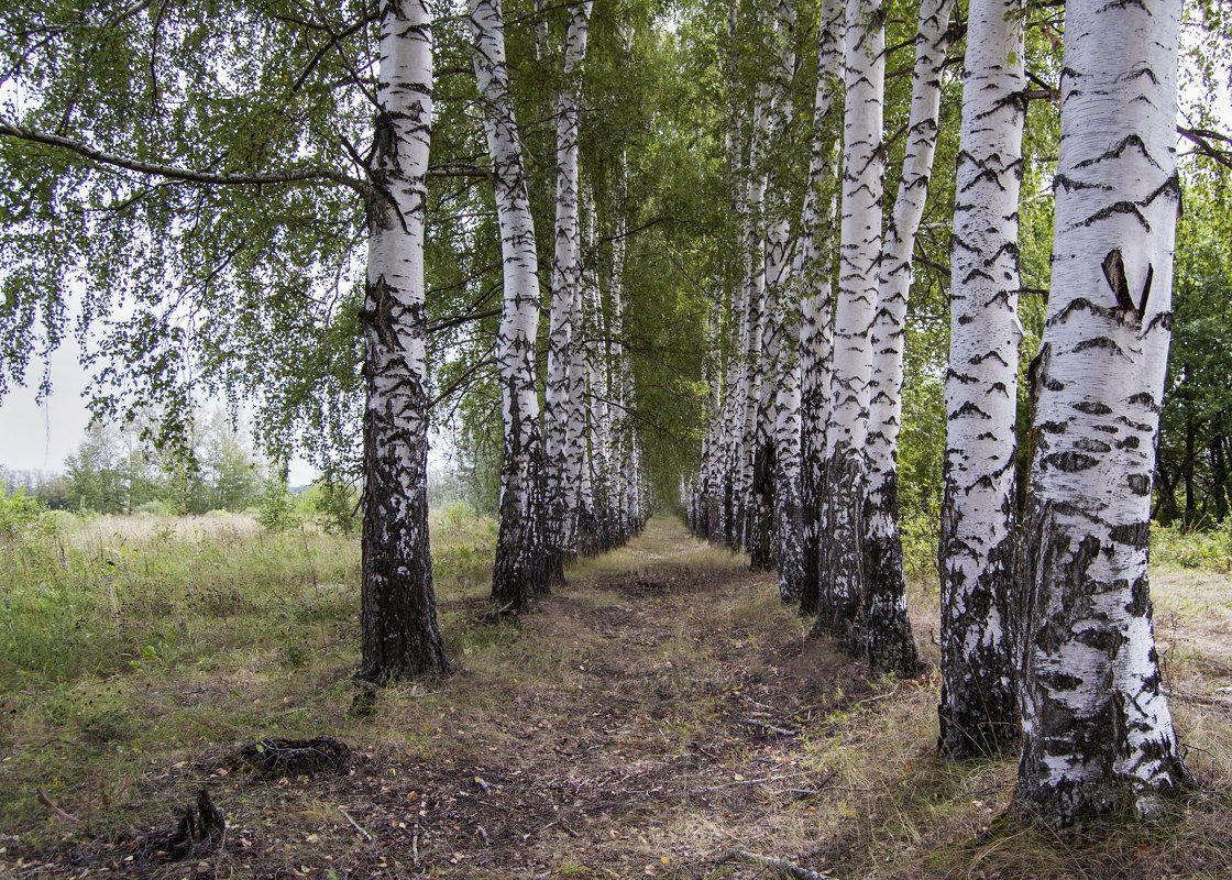 Birch фото. Березовая роща береза повислая. Вологда природа береза. Тонкоствольная береза. Берёза кенайская.